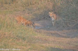 Lolkema Adventures Tiger Bardia Nepal