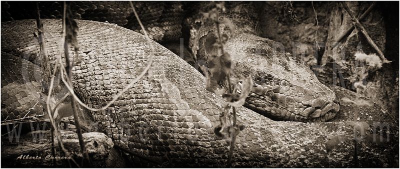 Lolkema Adventures Python Bardia National Park Alberto Carrera