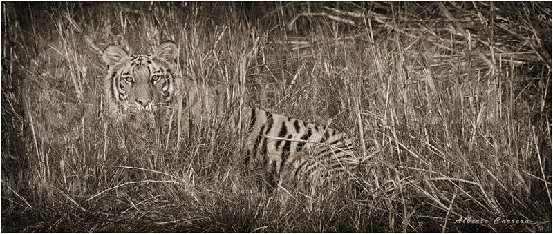 Lolkema Adventures Alberto Carrera Tiger Bardia National Park Nepal