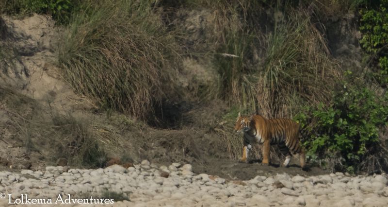 Lolkema Adventures Tiger Bardia National Park Nepal