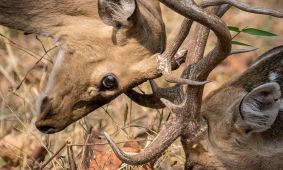 Chital (Spotted Deer)