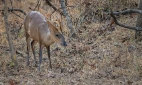 Barking Deer