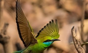 Green Bee-eater