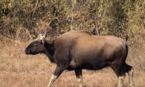 Gaur (aka Indian Bison)