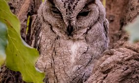 Indian Scops Owl