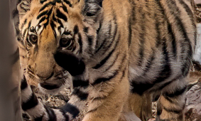 Bengal Tiger cub