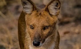 Dhole (Indian wild dog)