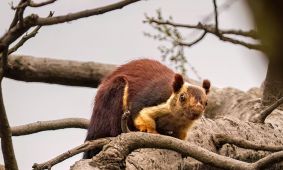 Indian Giant Squirrel