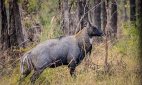 Nilgai (Blue Bull)