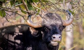 Gaur (aka Indian Bison)