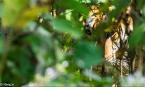 Bengal Tiger