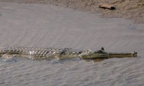 Gharial