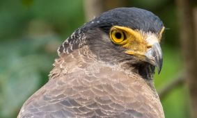 Serpent Eagle