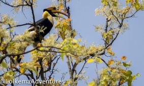 Giant Hornbill