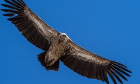 Himalayan Vulture