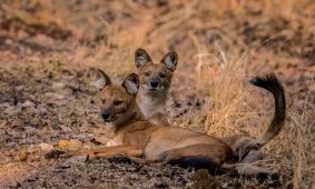 Dhole (Indian Wild Dog)