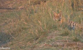 Bengal Tiger