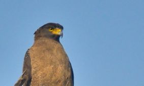 Crested Serpent Eagle