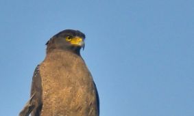 Crested Serpent Eagle