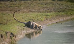 Langur