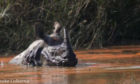 Indian Rhino (watch the frogs on his (her?) back....)