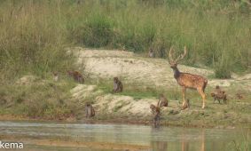 Spotted Deer and Rhesus Macaques