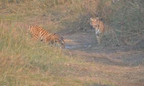 Bengal Tiger